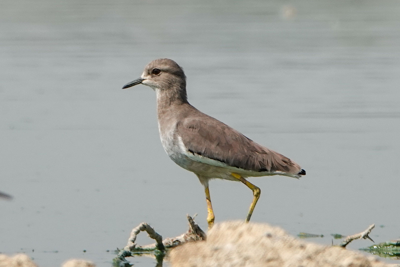 White-tailed Lapwing